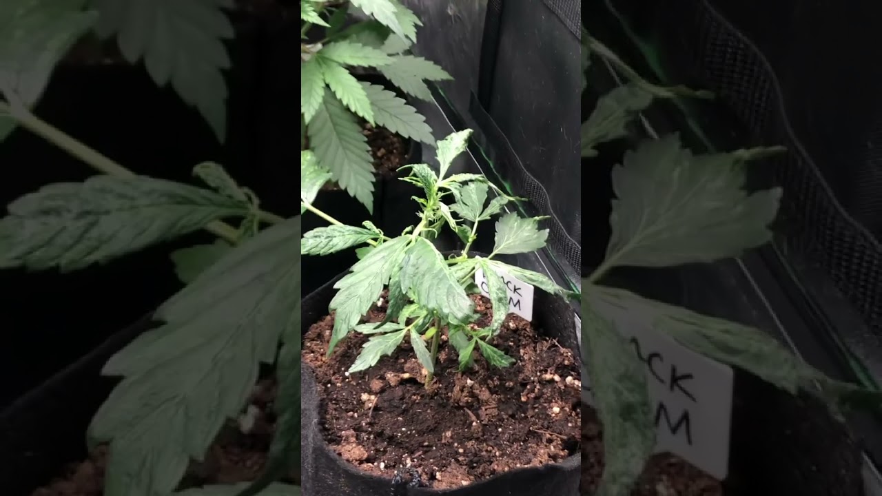 cannabiscultivate @divine seeds Auto flower Grow 7 strains  13 plants  and TNB Naturals