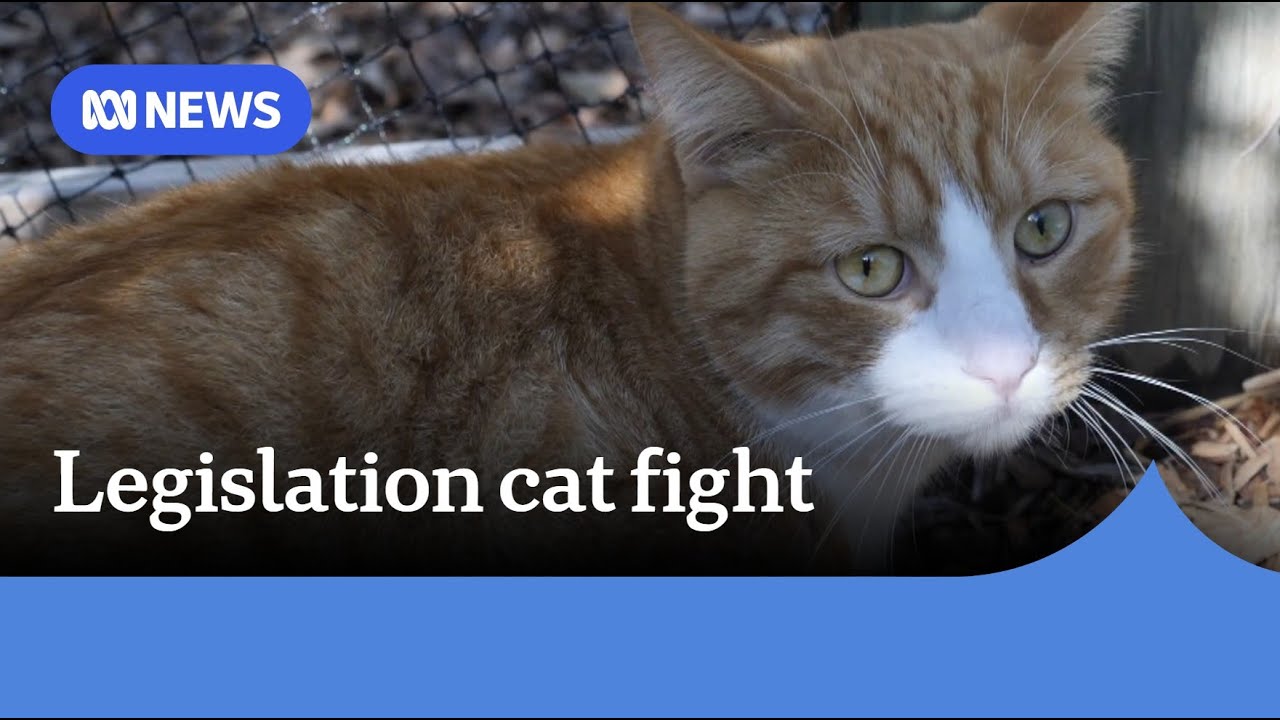 Roaming cats cause carnage as law revamp stalls | ABC NEWS