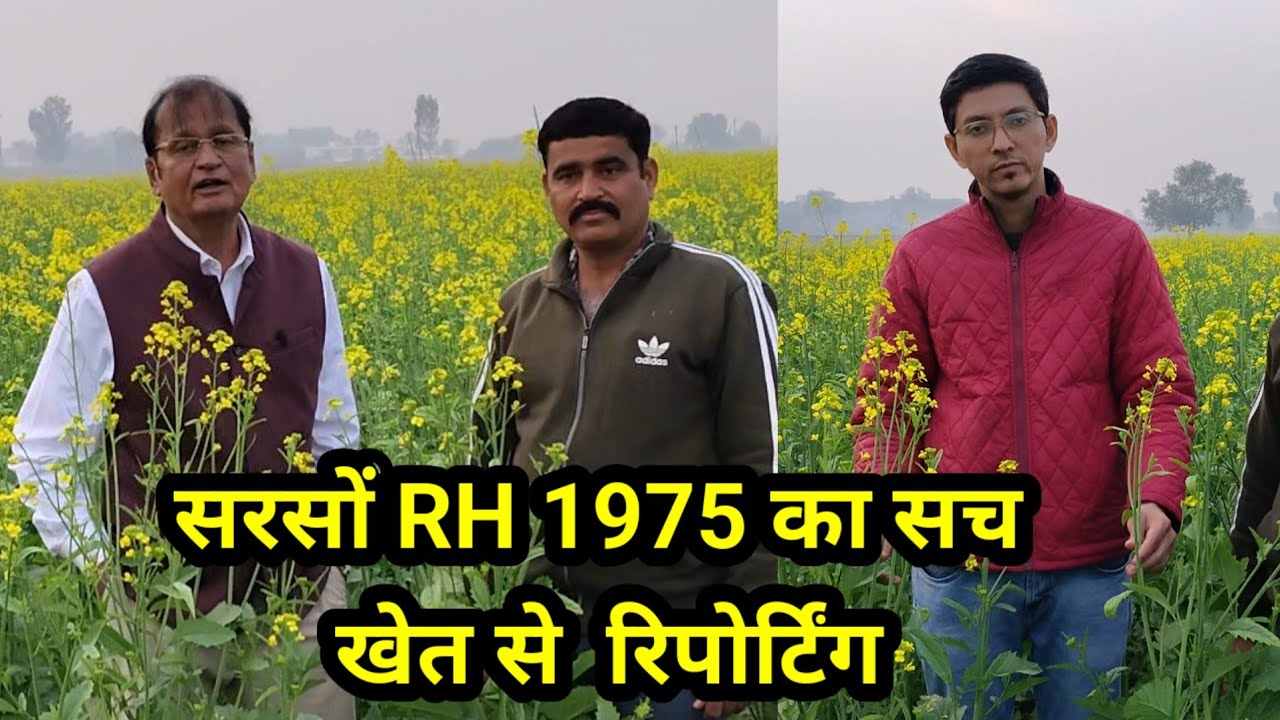 सरसों RH 1975 कैसे चल रही आओ देखें #farming  #agriculture #mustard  #sarsoon