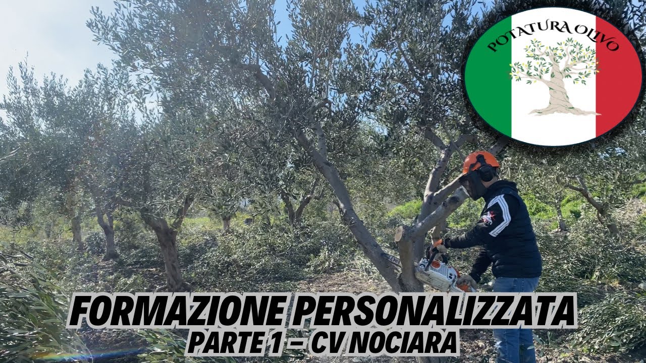 Formazione in oliveto di un cliente - Parte 1 - Cultivar Nociara