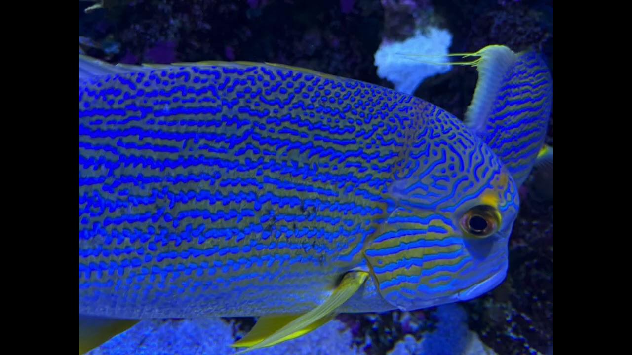 Красоты «Singapore Oceanarium».