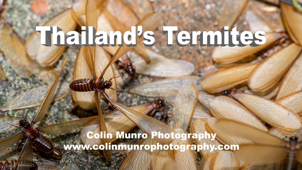 Thailand's Flying Termites