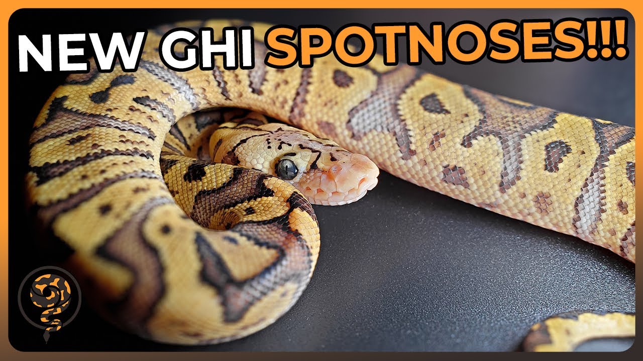 Getting Some New GHI Spotnose Clown Ball Pythons to End 2023!