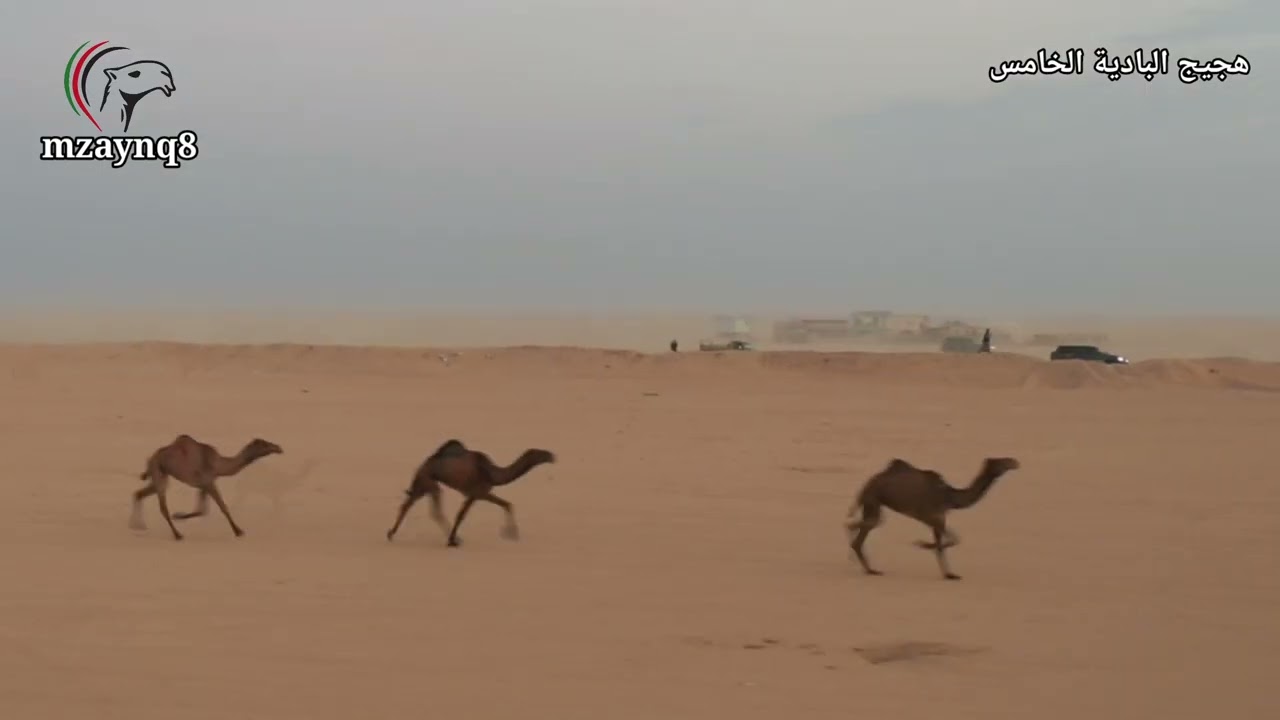 (تصوير بجودة 1440p) هجيج البادية الخامس ، السباق الرئيسي السبت 2025/12/6 تصوير وإخراج حسين الحميدي 
