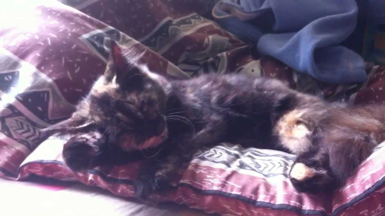 rusty is grooming
