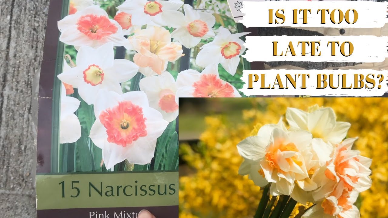 Zone 7a: Planting Spring Bulbs in December!