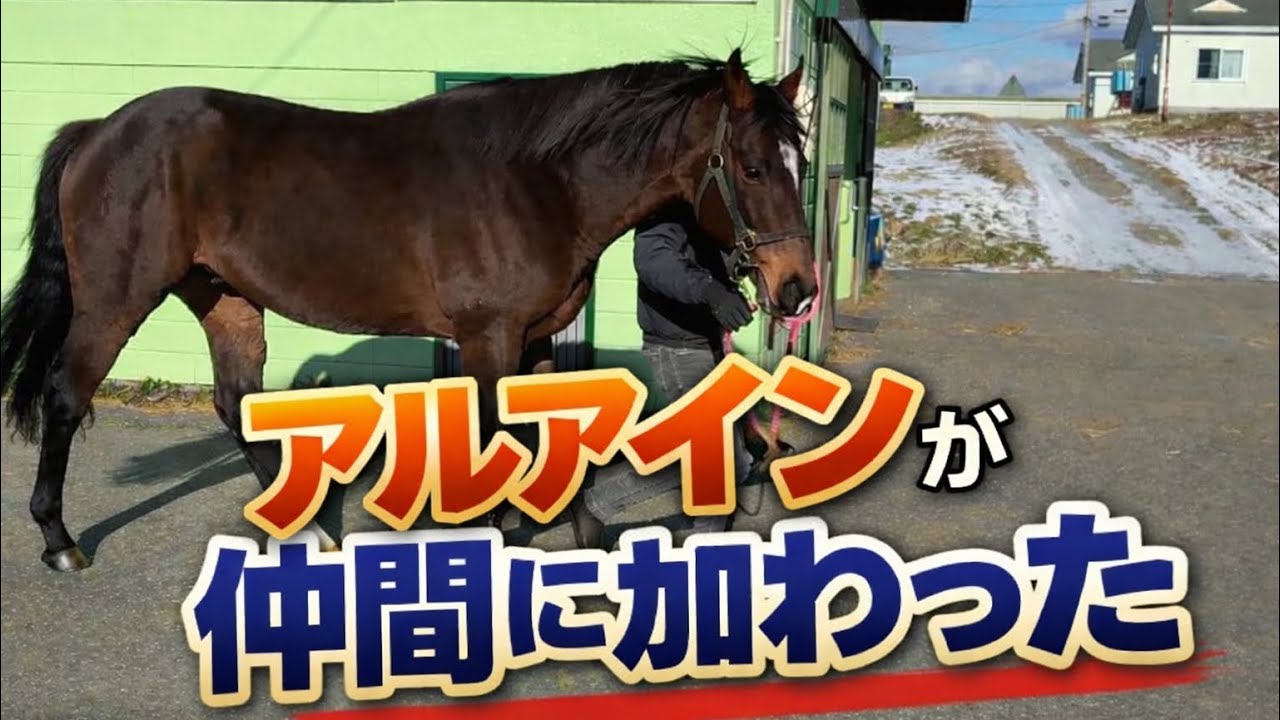 仔馬カメラの新しい仲間『アルアイン』