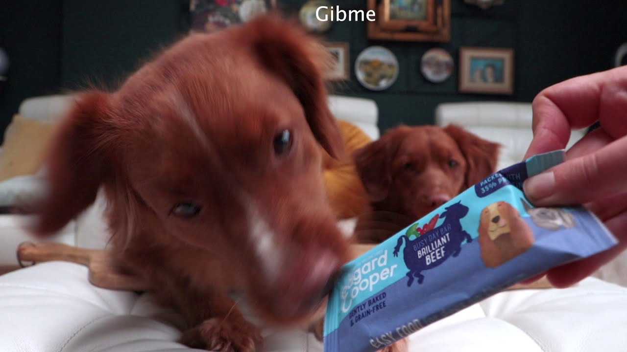 Tollers Tasting Food 4 - Edgard & Cooper edition