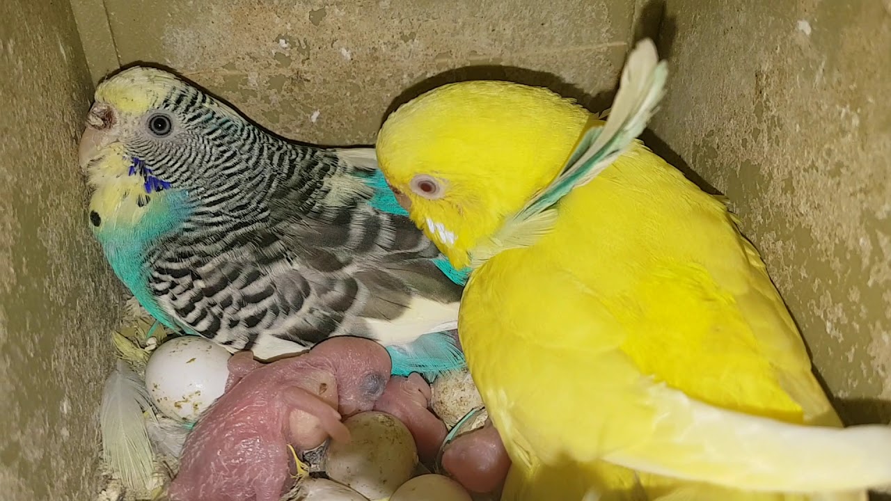 Ondulati di colore (cocorite) in cova 2019