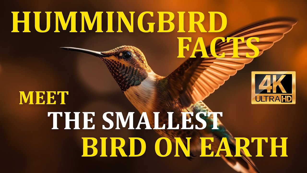 Hummingbird Facts And More About The Smallest Bird Species