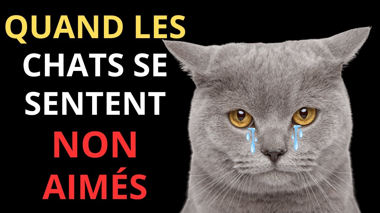 Si votre chat fait CELA, il se sent non aimé ! (changez ça maintenant)