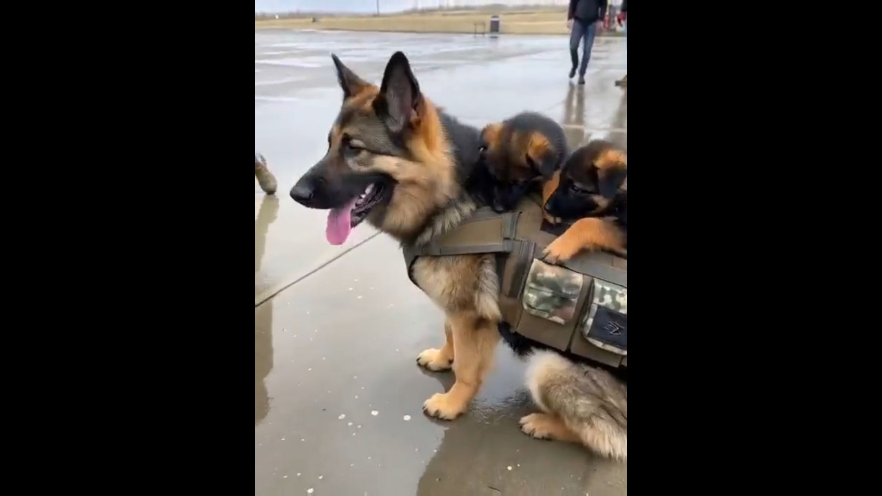 Sch&auml;ferhund gibt seinen Soldaten den Befehl 🫡🐶 #sch&auml;ferhund #hundekommandant #lustigehunde