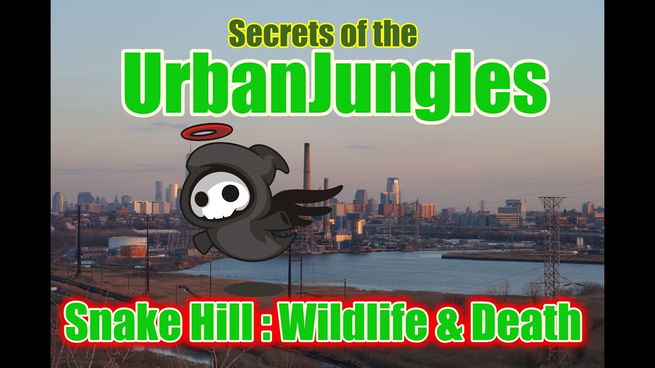 Snake Hill: A place of Wildlife and Death
