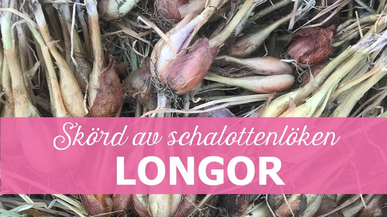 Skörd av schalottenlök 'Longor' - satt på hösten