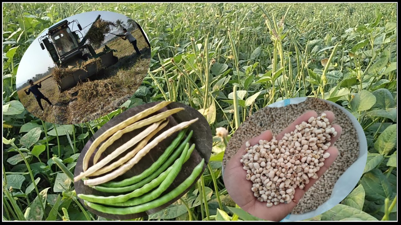 growing and harvesting cowpea (black_eyed pea) beans.