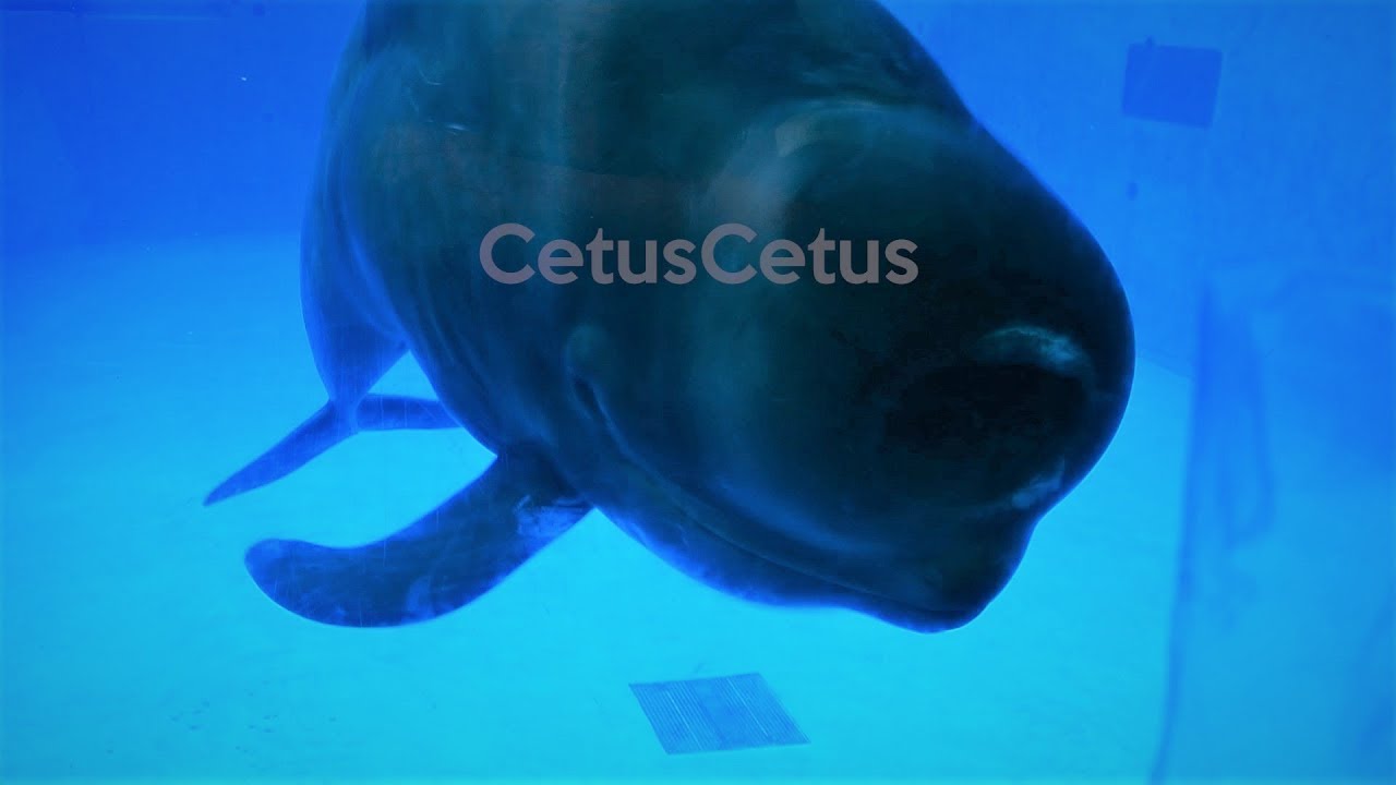Ava the  Pilot Whale Headbutting the Glass [PLEASE READ DESCRIPTION]