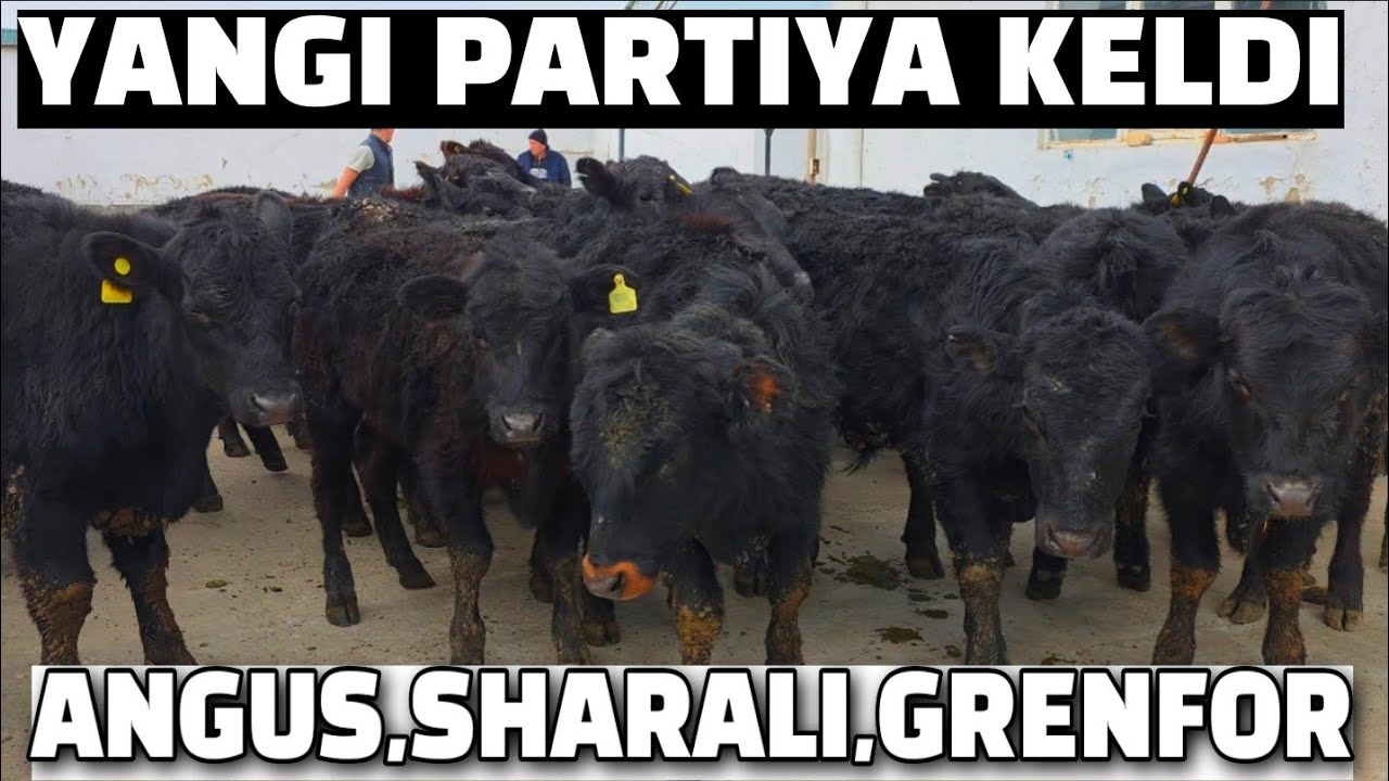 ЯНГИ ПАРТИЯ КЕЛДИ 04.02.2026. БУХОРО ГИЖДУВОН ОЙБЕК АКА ФЕРМАСИ. 