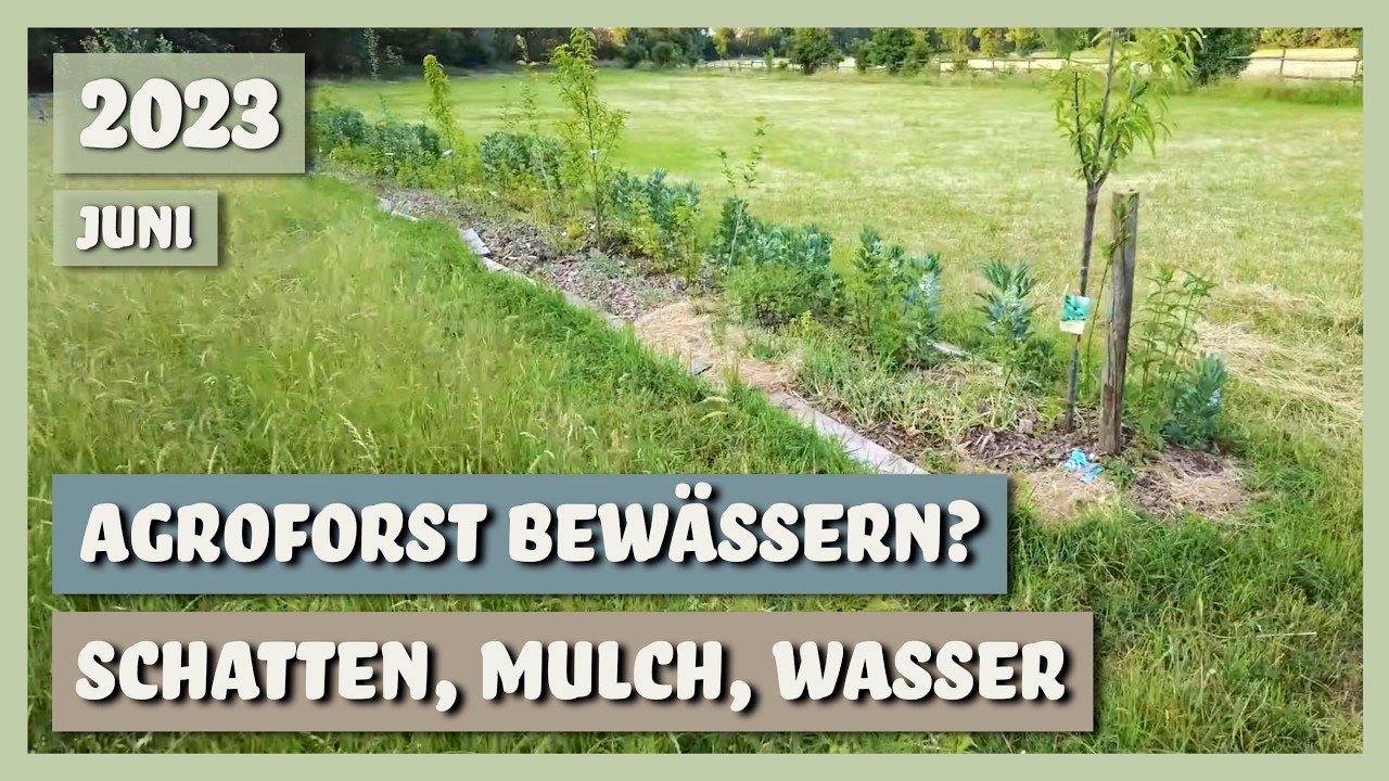 Neu angelegten Agroforst bewässern? Beschattung, Mulch, Wasser | Sortengarten | VLOG 10.06.2023