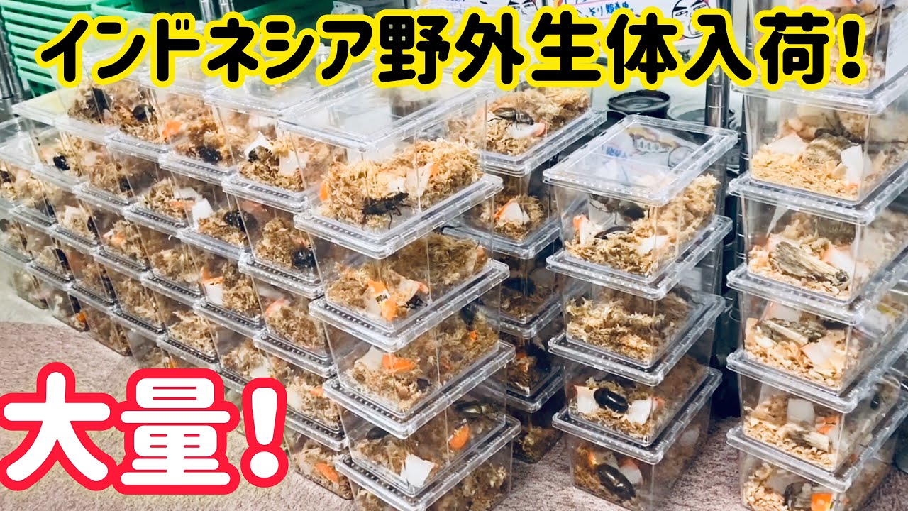 【速報】【くわかぶプラネット】さんにてインドネシア野外生体！大量入荷！【カブトムシ】【クワガタ】
