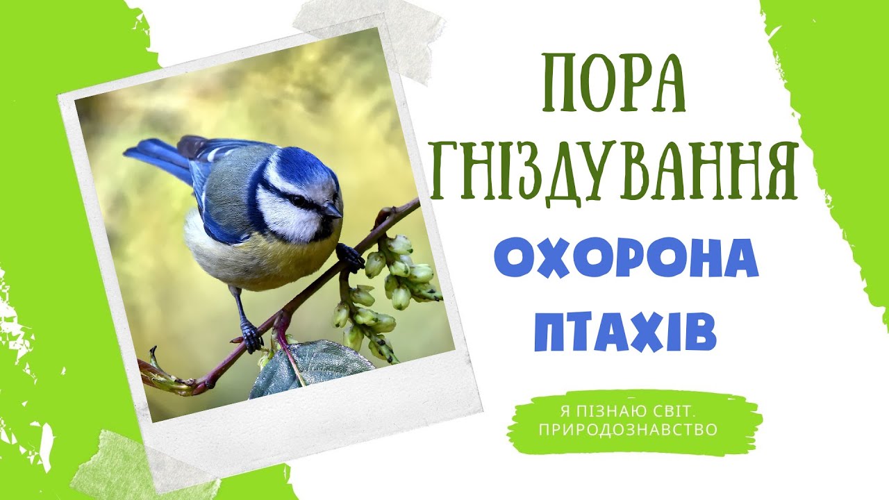 🐦Пора гніздування птахів навесні - Охорона птахів