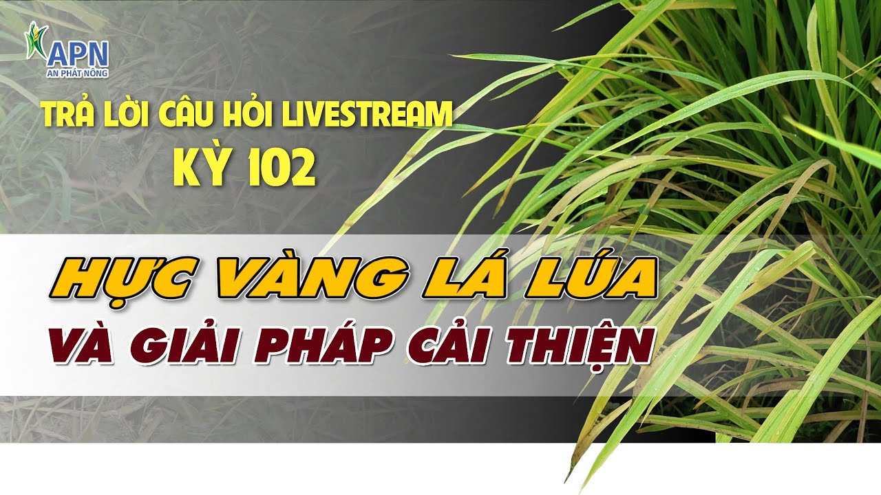 APN - TRẢ LỜI CÂU HỎI LIVESTREAM KỲ 102 | HỰC VÀNG LÁ LÚA VÀ GIẢI PHÁP CẢI THIỆN