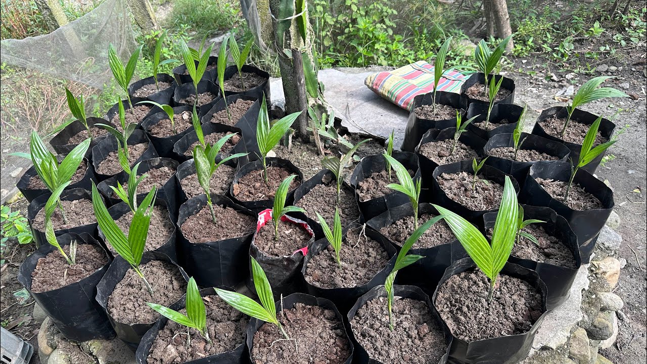 Supari Ko Biruwa Aaja Polima Sardai ||Betel Nut Farming Process #aasamethuli #betelnut #farming 