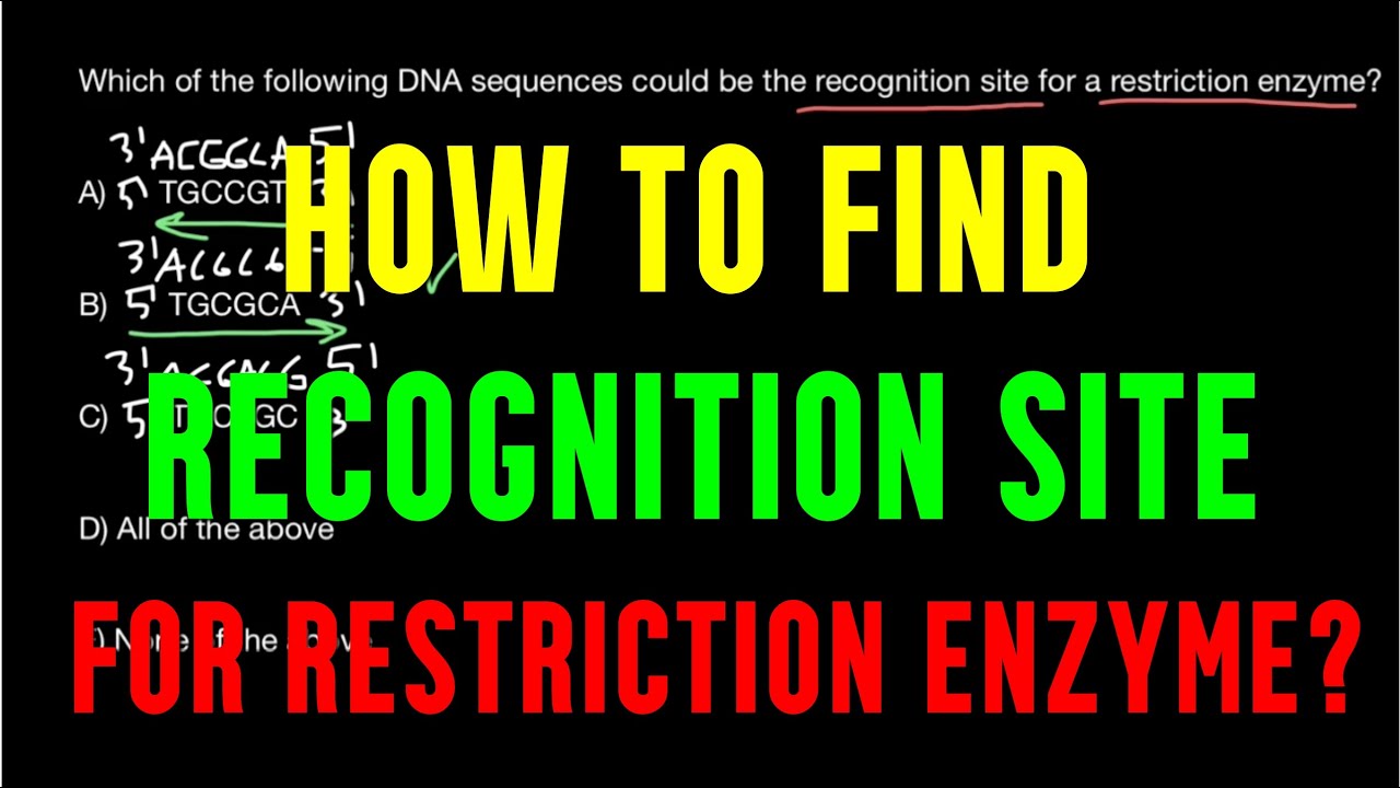 How to find recognition site for restriction enzyme?