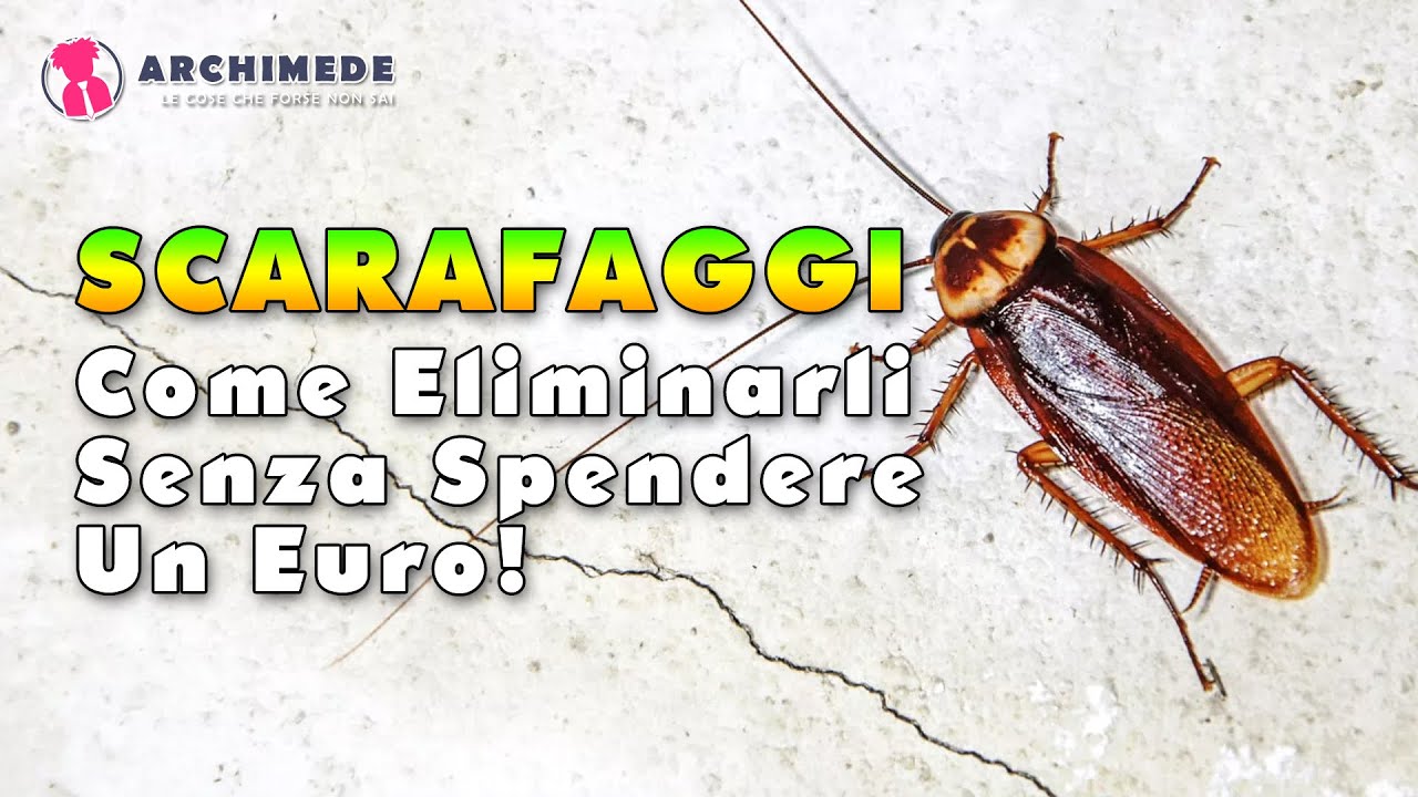 Eliminare Gli Scarafaggi Senza Spendere Un Euro!