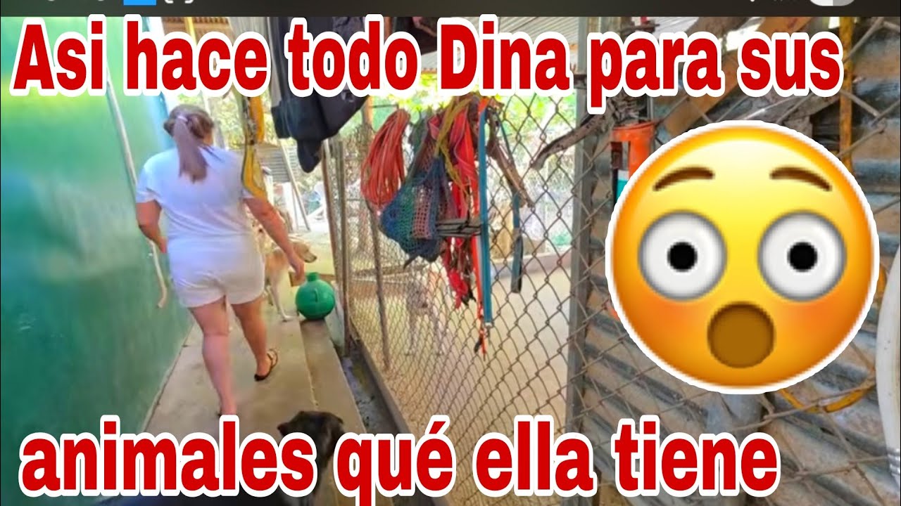 Es capaz Dina de hacer todo esto sola por sus animales😱😳