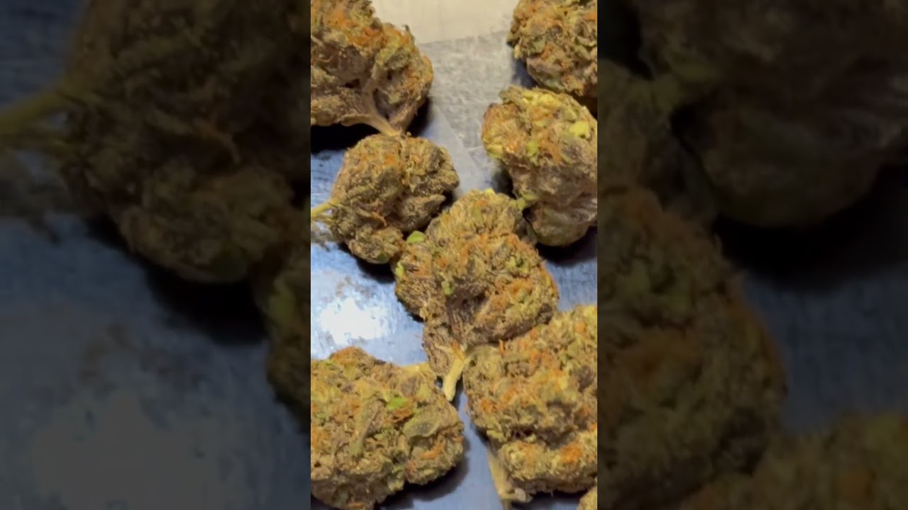 CANNA NC THCA: Gary Payton