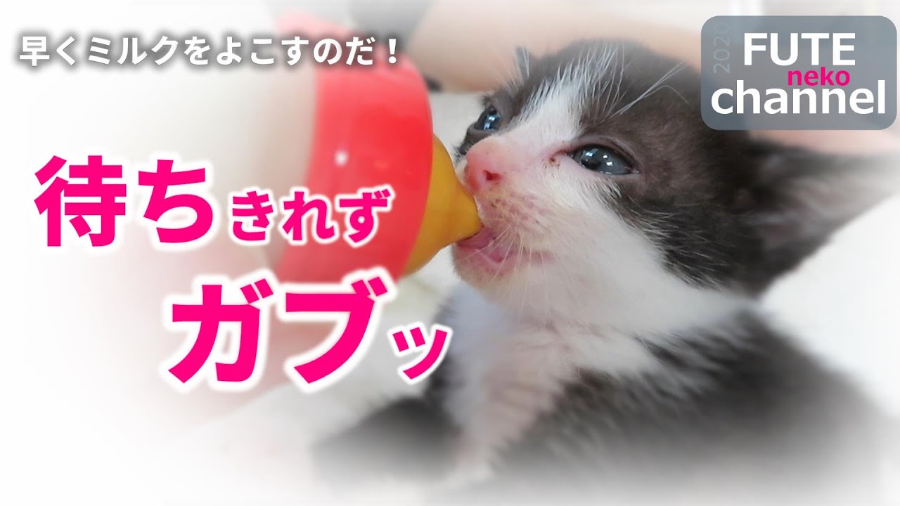 【生後28日目】ミルクを待ちきれなかった子猫と、先輩猫による爪とぎ講習【保護子猫】