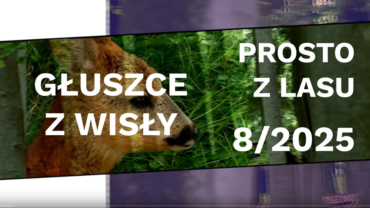 Głuszce - Prosto z lasu |08 2025|