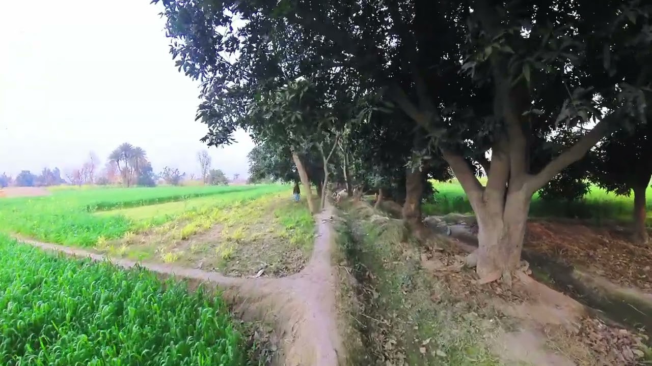 Natural Beauty of The Village ☀