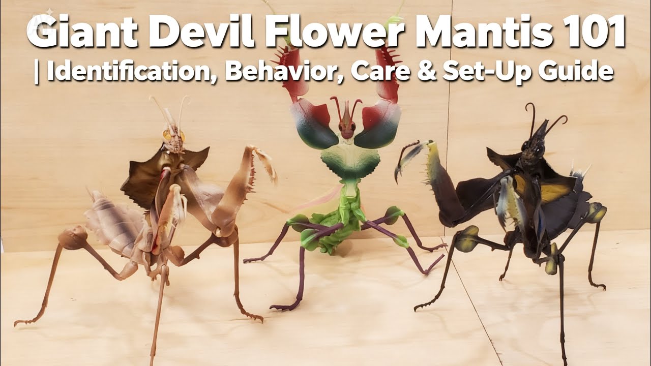 Giant Devil Flower Mantis 101 | Identification, Behavior, Care & Set-Up Guide