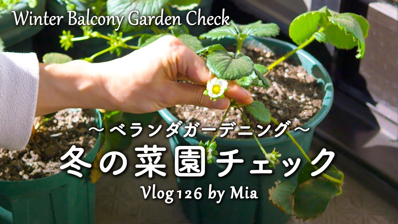 冬のベランダ菜園チェック 寒い中で育つ野菜たち | ベランダガーデニング #126 Winter Balcony Garden Check