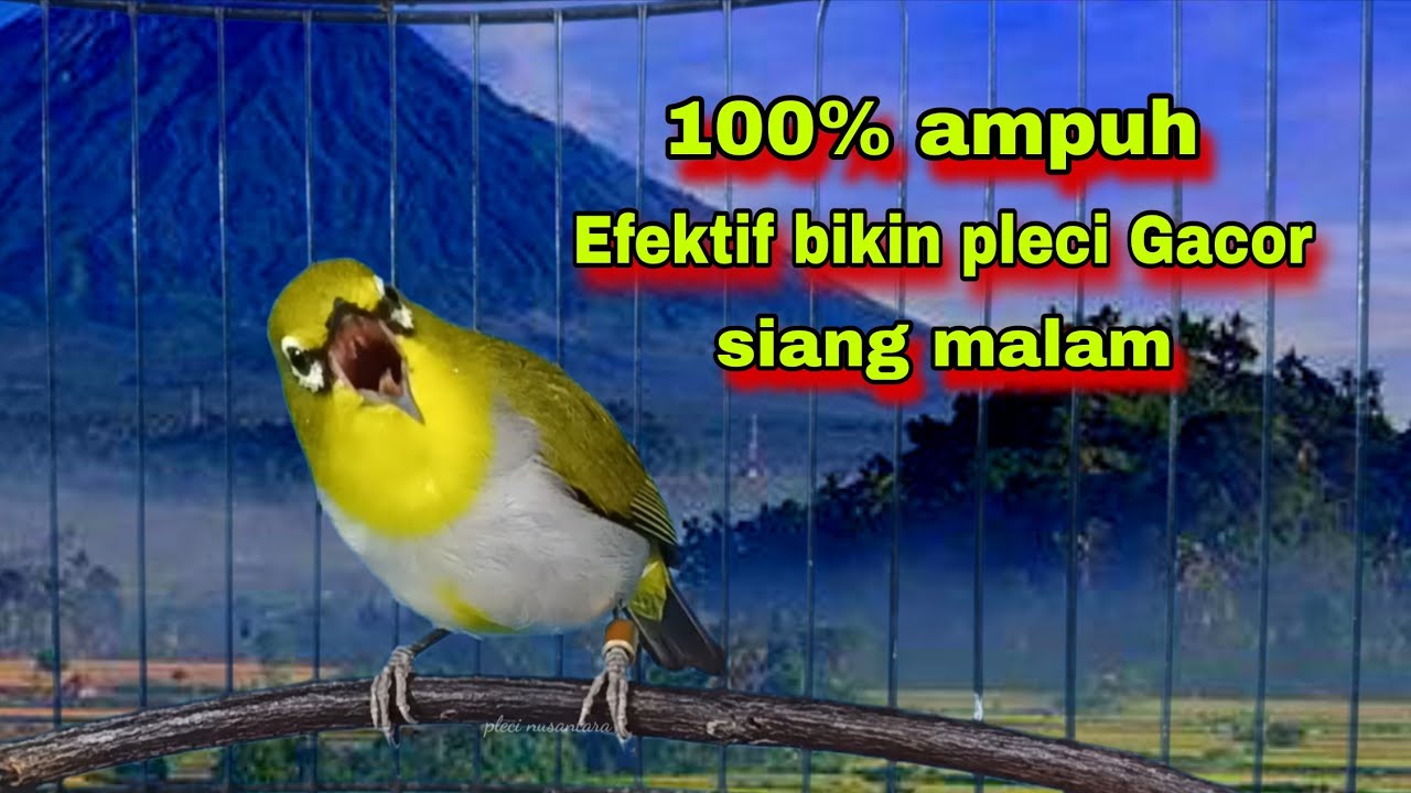 Burung Pleci Gacor Ngalas Nembak,100% Ampuh Bikin Pleci Bahan Cepat Bunyi | Pleci Bustomi Gacor