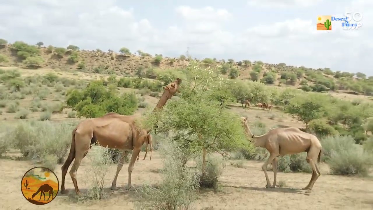 🌧️🐪 Beautiful Camels Grazing in the Desert After the Rain 🌿 | Tranquil Desert Moments ✨