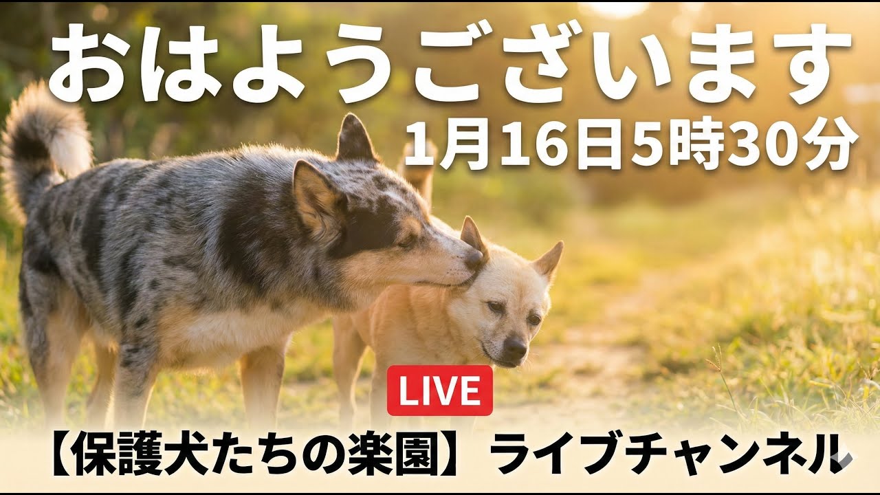 今後やりたい事　1月16日5時30分