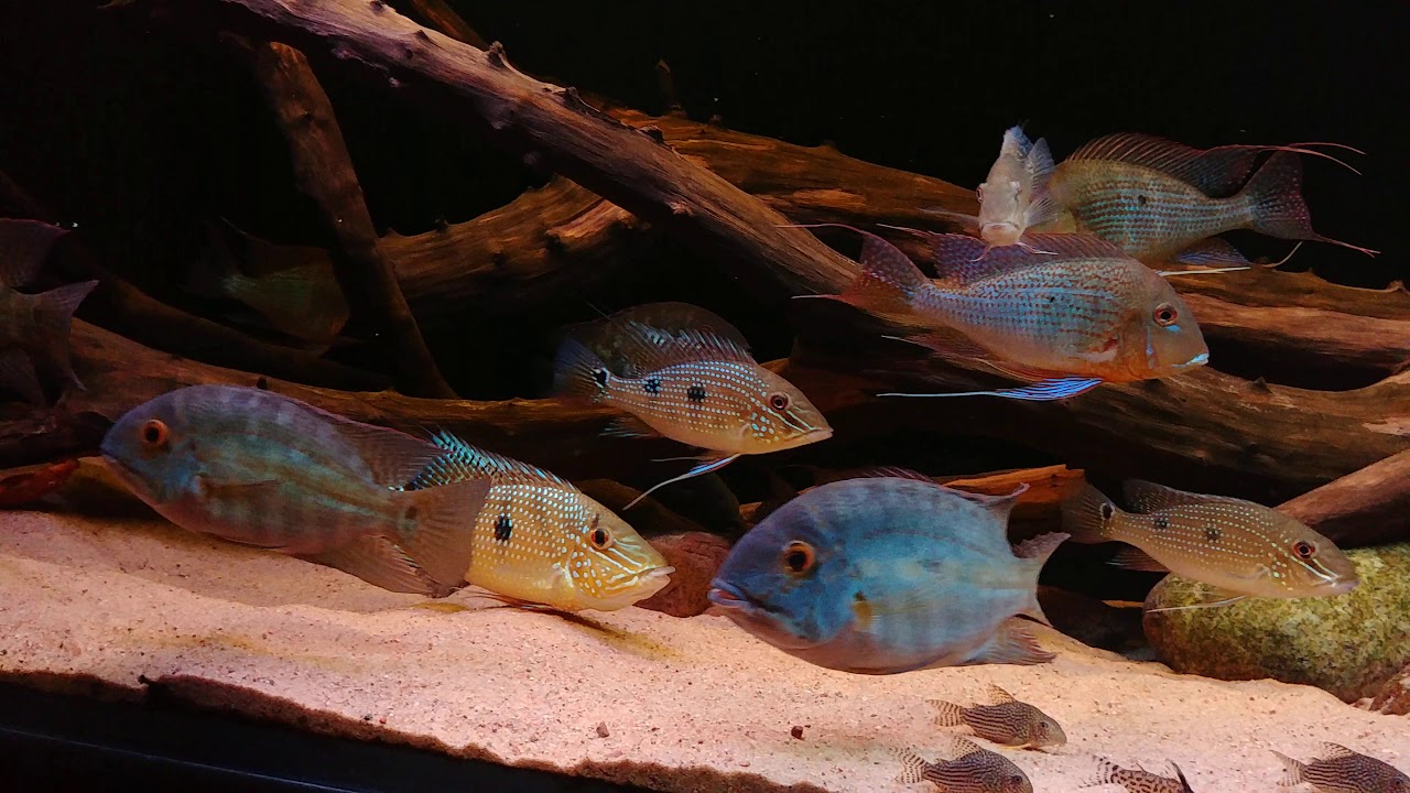 Night blues with Geophagus altifrons, satanoperca daemon and hoplarcus psittacus