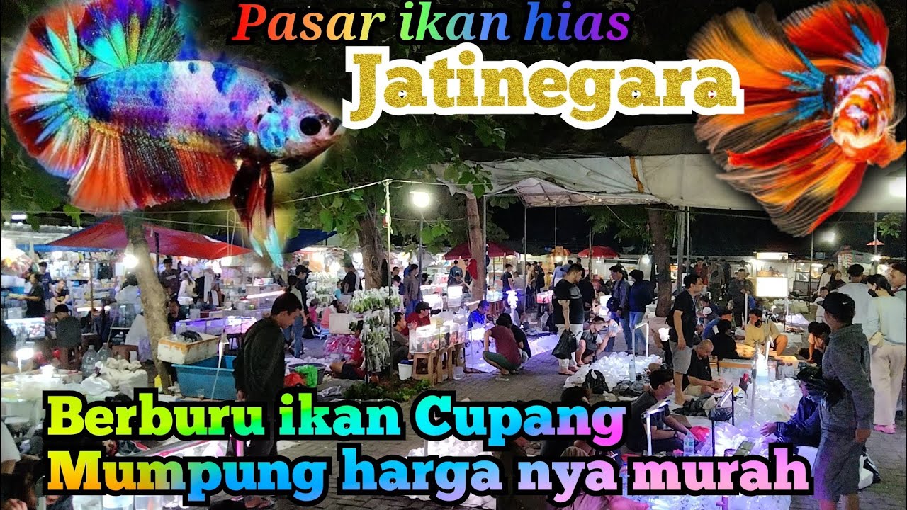 Ternyata yang Hunting ikan Cupang masih banyak