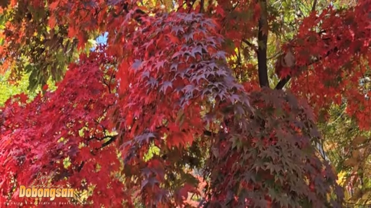 Dobongsan (Korean: 도봉산) Climbing the Mountain during autumn
