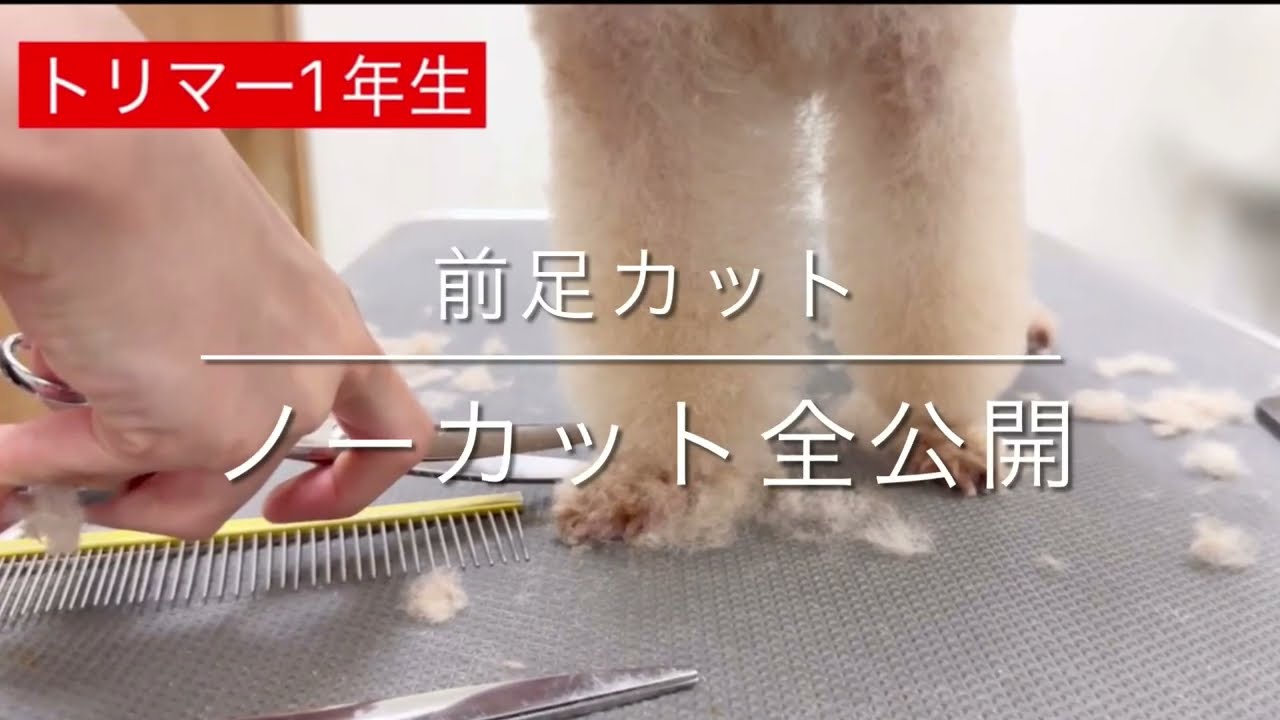 【トリミング　前足カット】「トリマー1年生前足カット、ノーカット全公開」トイプードル