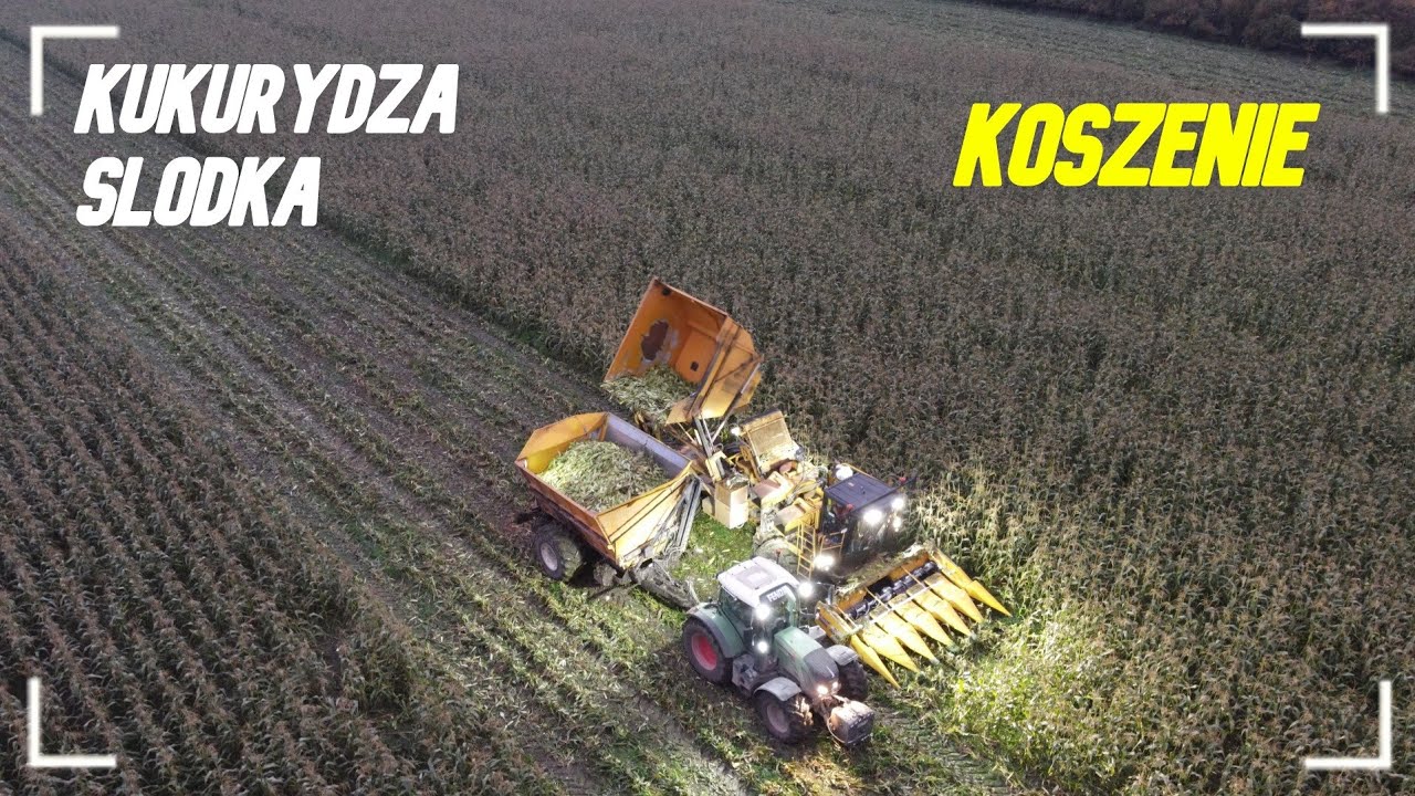 KOSZENIE KUKURYDZY SŁODKIEJ 🌽🔥 TOKABIT 💪GR ZABARDOWICE ❗OPOROWO🔥@modarolniczka7576