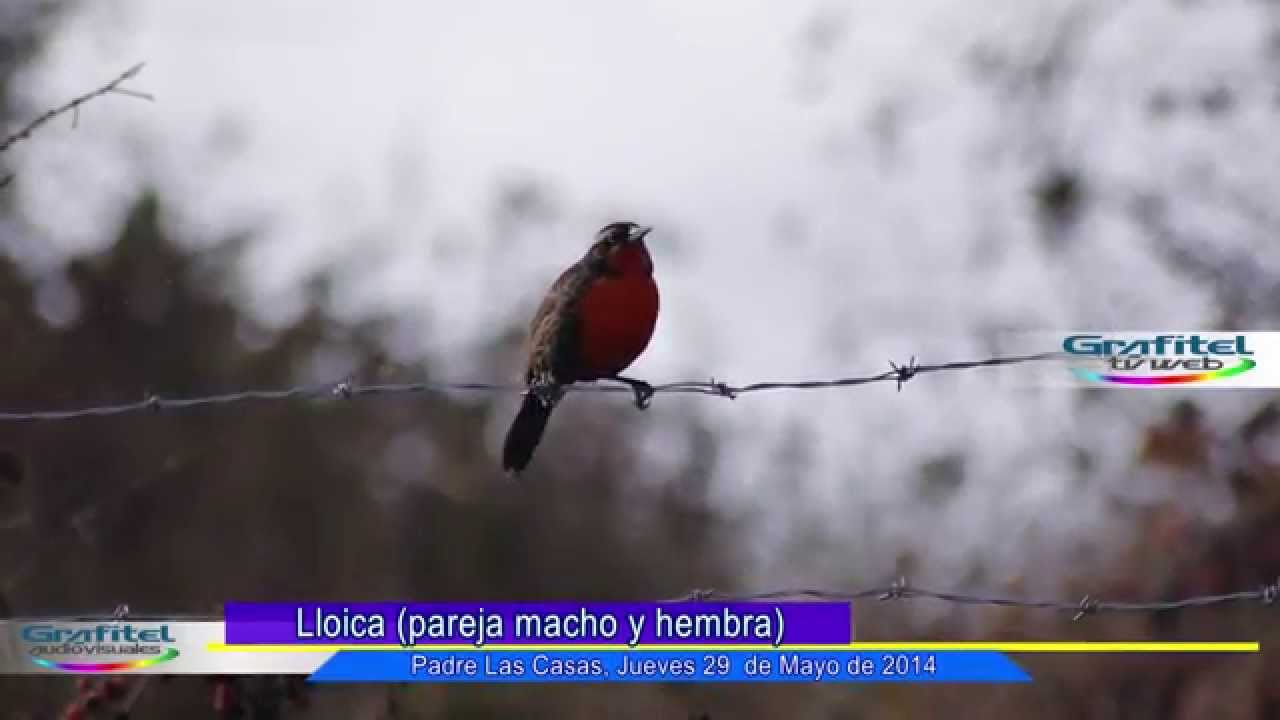 Loica, Sturnella loyca, Lloica