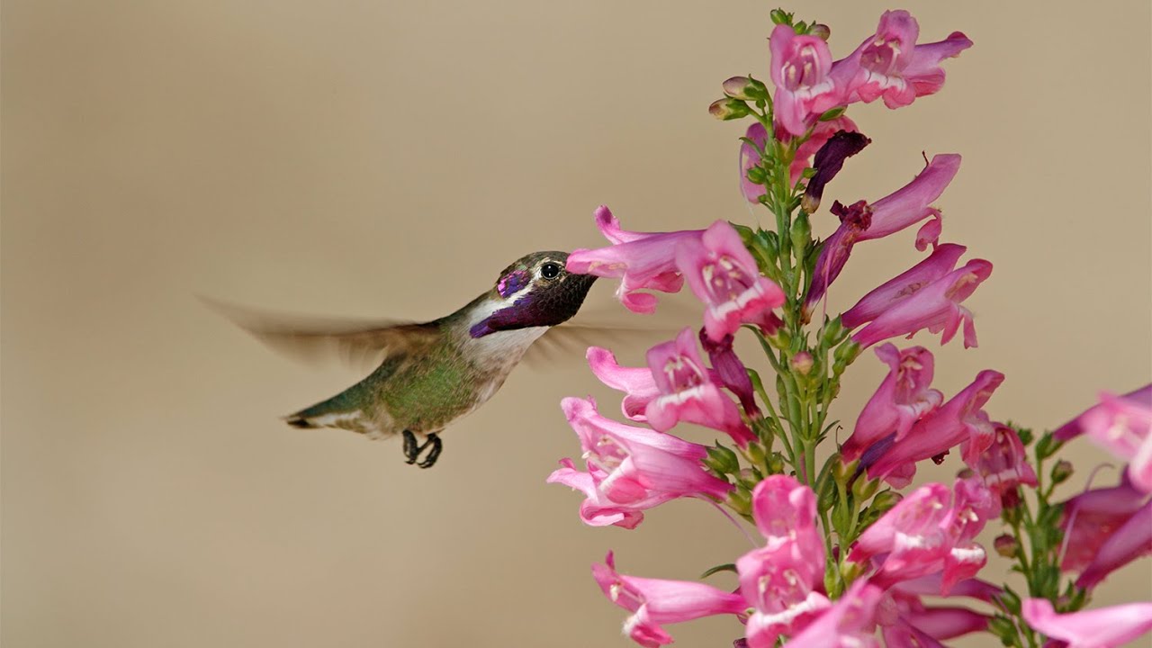 Tips on Growing Penstemons