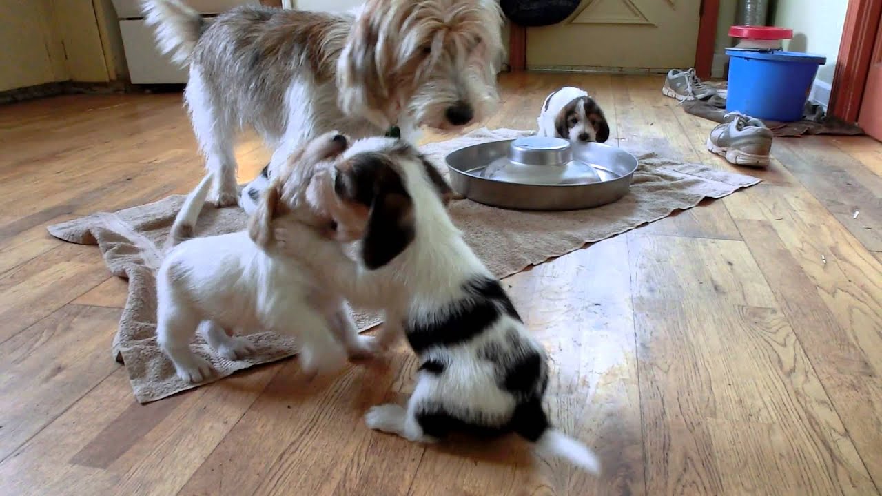 X Litter - PBGV puppies