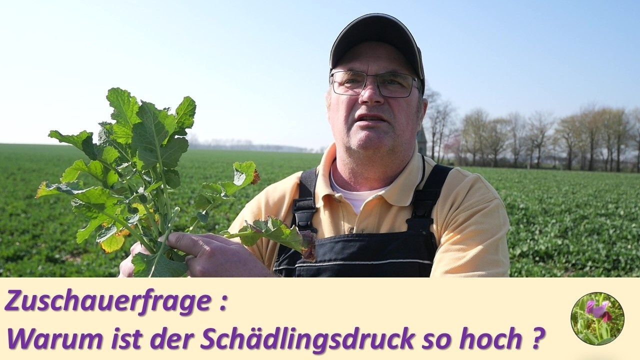 Zuschauerfrage :  Warum ist der Schädlingsdruck im Raps dieses Jahr so groß ?