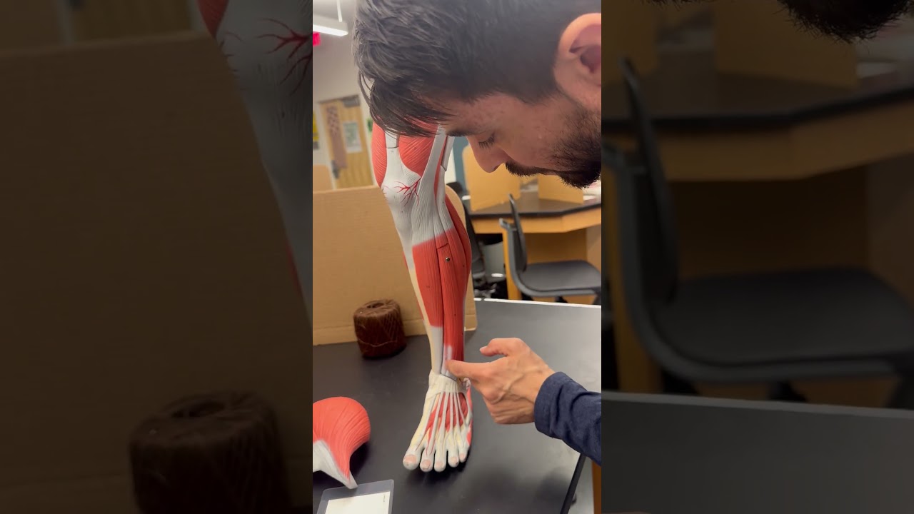 LEG MODEL MUSCLES for ANATOMY LAB EXAMS