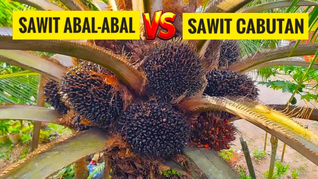 Pengalaman saya tanam sawit Abal-Abal dan sawit Cabutan sampai produksi