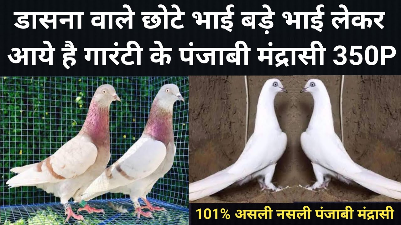 16/2/26/ डासना वाले छोटे भाई बड़े भाई लाये है 350₹ पर पंजाबी मंद्रासी कबूतर बाजी मे उड़ाने के लिए 